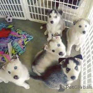 Фото №2 к объявлению №162781 о продаже сибирского хаски - купить в Канаде частное объявление, заводчик