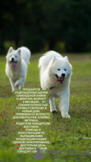 Фото №2 к объявлению №70229 о продаже самоедскую собаку - купить в России заводчик