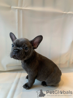 Фото №3. Adorable French bulldog Puppies for free adoption.  Германия