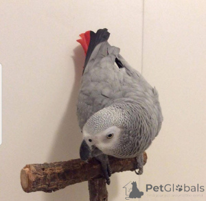 Фото №2 к объявлению №162198 о продаже  - купить в Испании 