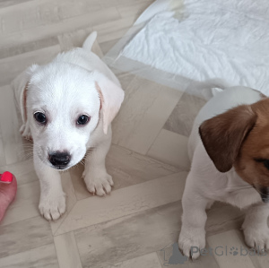 Фото №4. Продажа джек-рассел-терьера в Магнитогорске частное объявление - цена 25000₽