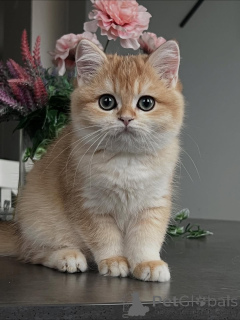 Фото №2 к объявлению №159411 о продаже британская короткошёрстная - купить в Исландии частное объявление