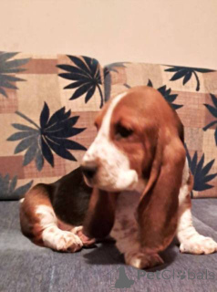 Фото №3. Продаются щенки бассета.  Сербия