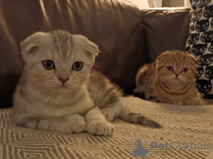 Фото №4. Продам шотландскую вислоухую (скоттиш фолд) в Аршот частное объявление - цена Бесплатно