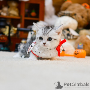 Фото №3. Манчкин. Франция