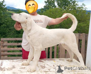 Фото №4. Продажа среднеазиатскую овчарку в Gornji Milanovac  - цена договорная