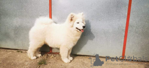 Фото №2 к объявлению №19397 о продаже самоедскую собаку - купить в России из питомника