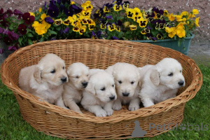 Фото №1. золотистый ретривер - купить в Берлине за Бесплатно. Объявление №160173