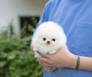 Фото №1.  - купить в Флориде за договорная. Объявление №165640