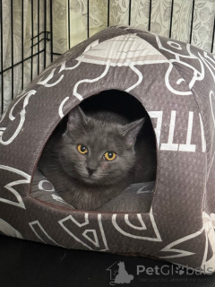 Фото №2 к объявлению №140886 о продаже  - купить в России 