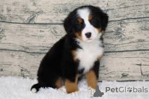 Фото №3. Adorables chiots Bouvier Bernois à vendre.  Франция