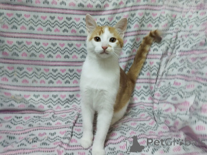 Фото №2 к объявлению №157454 о продаже  - купить в Беларуси частное объявление