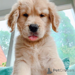 Фото №1. золотистый ретривер - купить в Фредериксхавн за 92767₽. Объявление №167508