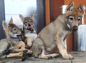 Фото №1. чехословацкая волчья собака - купить в Туле за договорная. Объявление №4556