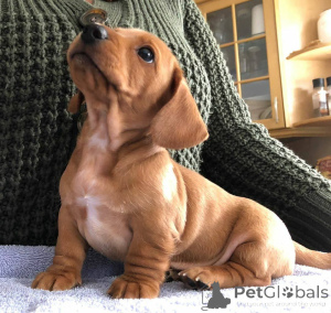 Фото №2 к объявлению №137780 о продаже беспородную - купить в США заводчик