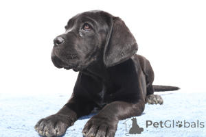 Фото №4. Продажа кане-корсо в Buzău заводчик - цена 157704₽