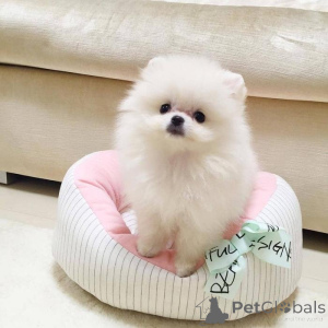 Фото №1. померанский шпиц - купить в Мюнхене за 46384₽. Объявление №137151