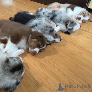 Фото №2 к объявлению №157515 о продаже австралийскую овчарку - купить в Германии частное объявление