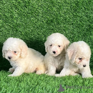 Фото №3. Wunderschöne Bichon-Frisé-Welpen suchen einliebevolles neues Zuhause.  Люксембург