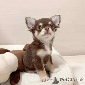 Фото №2 к объявлению №151219 о продаже чихуахуа - купить в Германии частное объявление