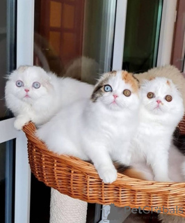 Фото №1.  - купить в Дениликин за договорная. Объявление №161952