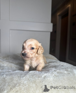 Фото №3. Прозрачные кремовые миниатюрные таксы.  Эстония