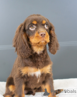 Фото №3. Познакомьтесь с Оливером, маленьким джентльменом, который покоряет сердца каждой.  Германия