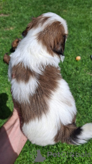 Фото №3. Чистокровные щенки Ши-Тцу.  Эстония