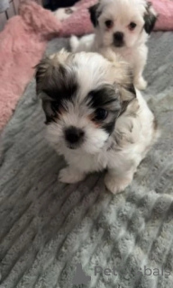 Фото №4. Продажа беспородную в Innsbruck заводчик - цена 28294₽