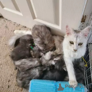 Фото №2 к объявлению №167247 о продаже мейн-кун - купить в Германии 