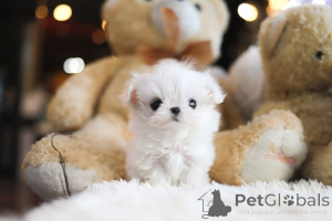 Фото №3. Дом декана Джанет Кей.  США