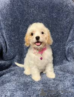 Фото №4. Продажа кавапу в Лондонский Сити частное объявление, заводчик - цена 64937₽