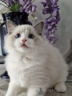 Фото №3. Продаются плюшевые котята рэгдолл, спокойные и любящие личности.. Германия