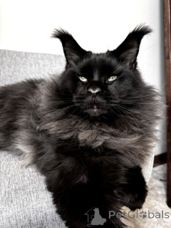 Фото №2 к объявлению №145484 о продаже мейн-кун - купить в России из питомника, заводчик