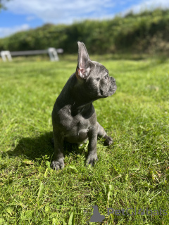 Фото №3. Beautiful blue boy.  Ирландия