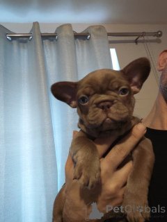 Фото №3. Очаровательные щенки готовы растопить ваше сердце!.  США