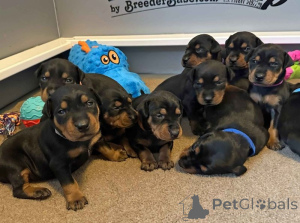 Фото №2 к объявлению №137492 о продаже  - купить в Швейцарии частное объявление