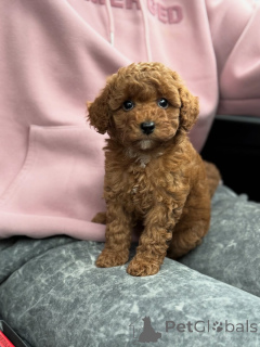 Фото №3. Познакомьтесь с Майло, крошечным комочком радости, который наполняет каждый день.  Нидерланды