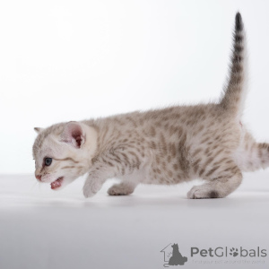 Фото №3. Бесстрашный, игривый и полный обаяния встречайте Кая, нашего дикого маленького. Швеция