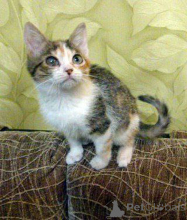 Фото №3. Ищет дом девочка Ириска!. Россия