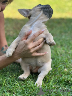 Дополнительные фото: Puppies for sale Very cute French bulldog puppies