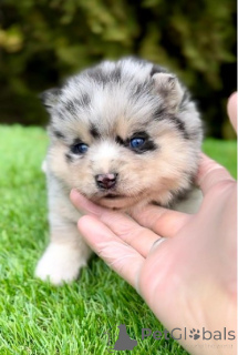 Фото №4. Продажа оттерхаунда в Белграде  - цена договорная