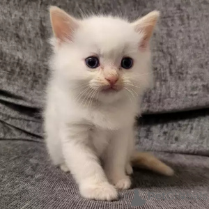 Фото №2 к объявлению №167243 о продаже рэгдолл - купить в Германии частное объявление