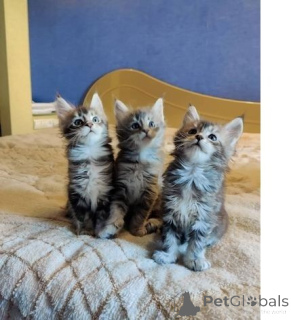 Фото №1. мейн-кун - купить в Посотка за 32468₽. Объявление №149731