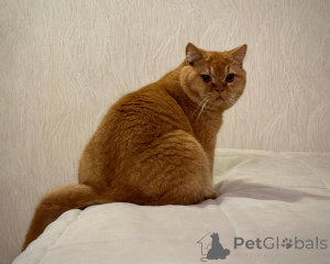 Фото №2 к объявлению №165881 о продаже британская короткошёрстная - купить в Нидерландах заводчик