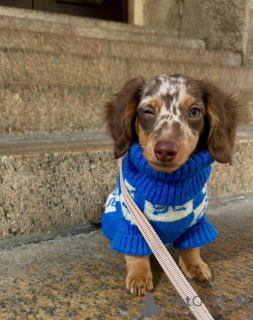 Фото №3. Симпатичные очаровательные щенки таксы на продажу, свяжитесь с WhatsApp Business.  Германия