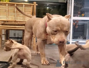 Фото №3. Американские хулиганские щенки для продажи.  Германия