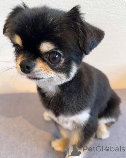 Фото №3. Щенки чихуахуа на усыновление.  Германия