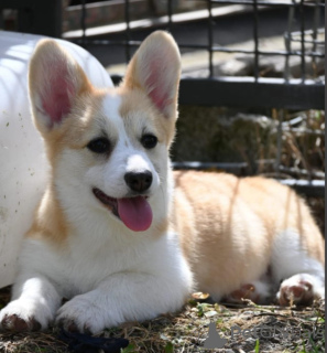 Фото №3. Валлийский Corgi/Welsh Corgi Pembroke.  Сербия