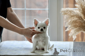 Фото №3. Chihuahua male long coat.  Россия